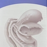 بارداری و زایمان ویلیامز 2022 جلد اول رنگی ( ویراست بیست و ششم )