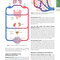 Guyton and Hall Textbook of Medical Physiology (Guyton Physiology) 13th Edition