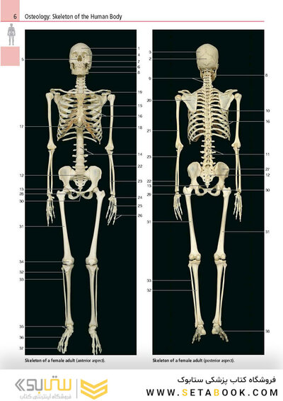 Anatomy: A Photographic Atlas