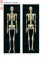 Anatomy: A Photographic Atlas