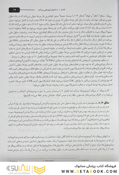 مبانی و مسائل ژنتیک استنسفیلد