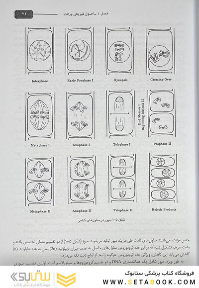 مبانی و مسائل ژنتیک استنسفیلد