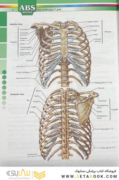ABS آناتومی تنه