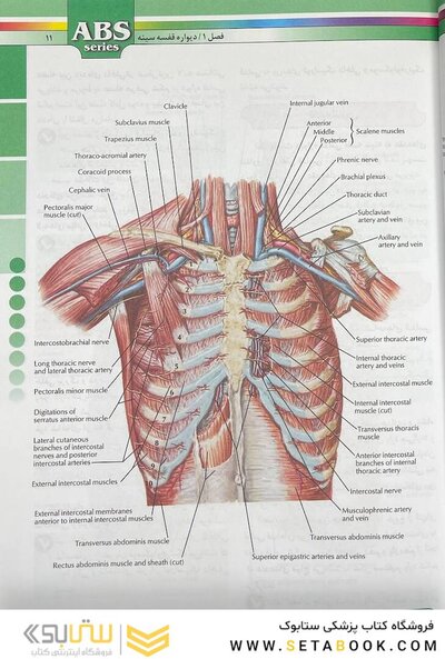 ABS آناتومی تنه