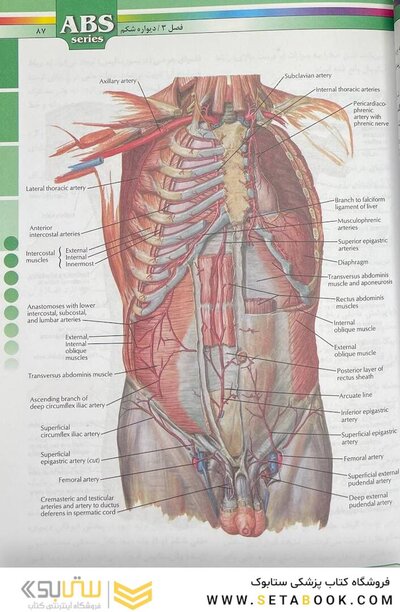 ABS آناتومی تنه