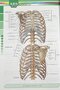 ABS آناتومی تنه
