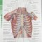 ABS آناتومی تنه