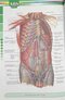 ABS آناتومی تنه