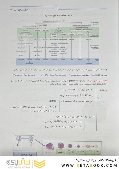 نکات برتر و الگوریتمی هماتولوژی/لکوسیت و اختلالات