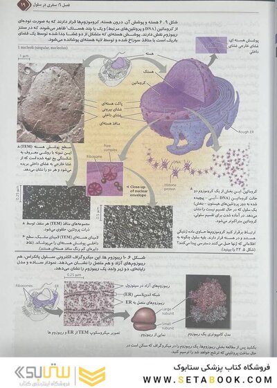 بیولوژی کمپبل 2021 سلول جلد 2