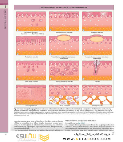 همراه باویدئو Dermatology Bolognia