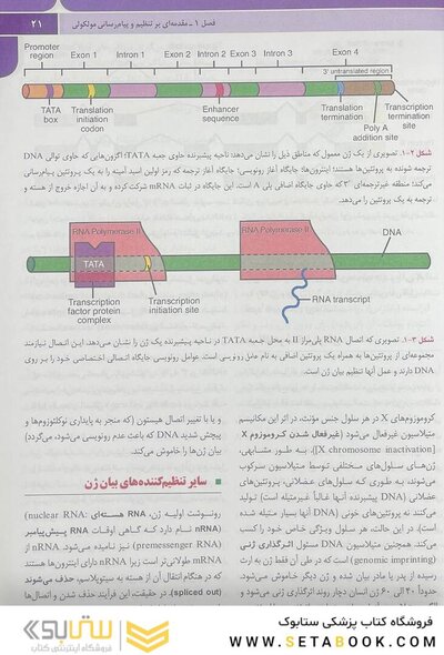 جنین شناسی پزشکی لانگمن 2019