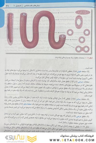 اطلس جامع بافت شناسی پزشکی دیفیوره