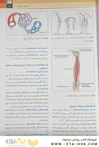 آناتومی عمومی شیرازی