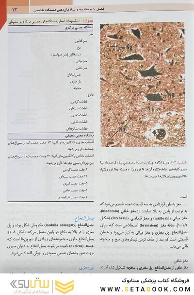 نوروآناتومی بالینی اسنل 2019