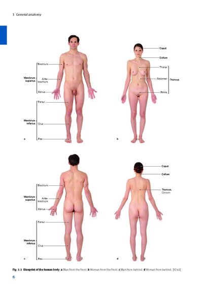 Sobotta Anatomy Textbook
