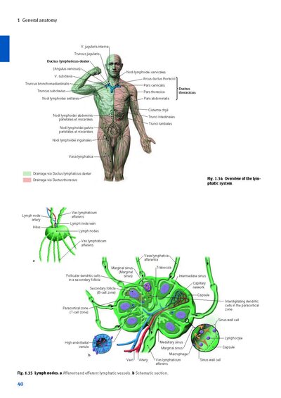 Sobotta Anatomy Textbook
