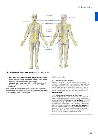 Sobotta Anatomy Textbook