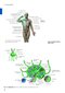 Sobotta Anatomy Textbook