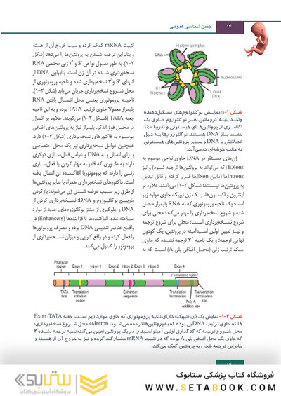 جنین شناسی لانگمن 2019 ویراست چهاردهم (رنگی)