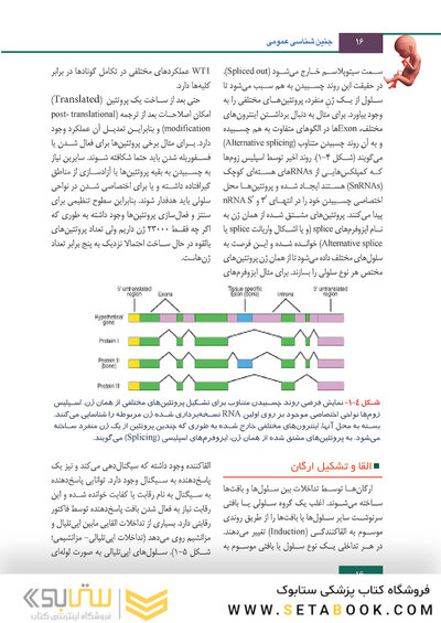 جنین شناسی لانگمن 2019 ویراست چهاردهم (رنگی)