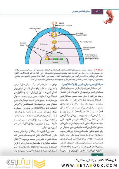 جنین شناسی لانگمن 2019 ویراست چهاردهم (رنگی)