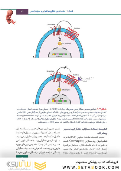 جنین شناسی لانگمن 2019 ویراست چهاردهم (رنگی)
