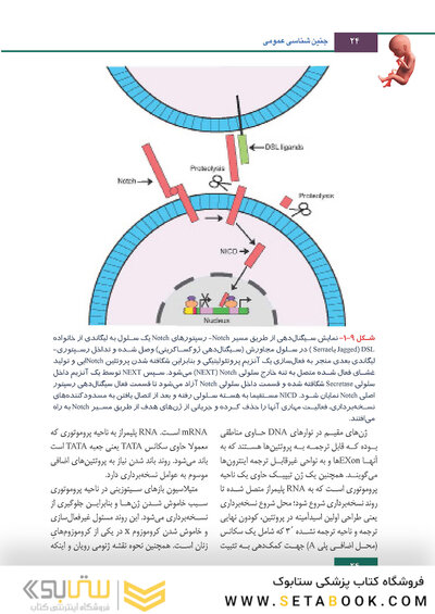 جنین شناسی لانگمن 2019 ویراست چهاردهم (رنگی)