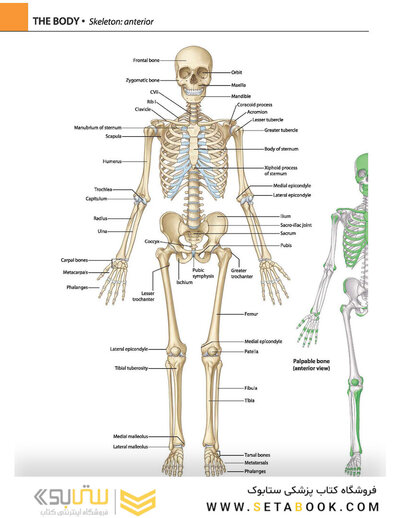 Gray's atlas of anatomy