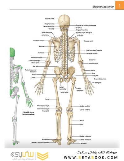 Gray's atlas of anatomy