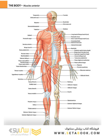 Gray's atlas of anatomy