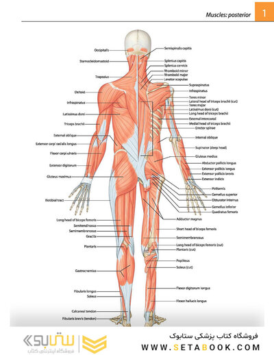 Gray's atlas of anatomy