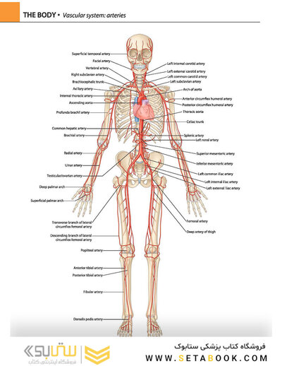 Gray's atlas of anatomy