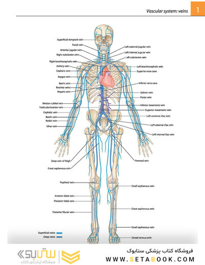 Gray's atlas of anatomy