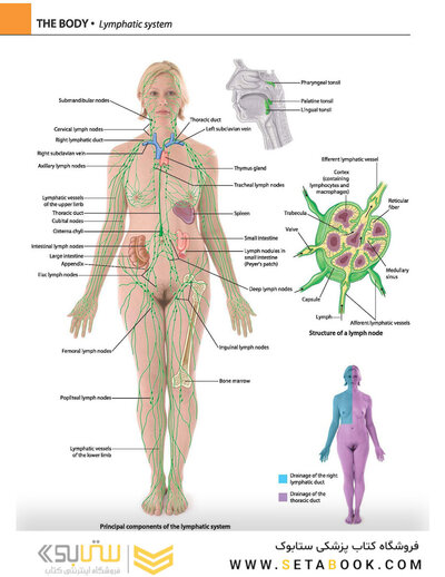 Gray's atlas of anatomy