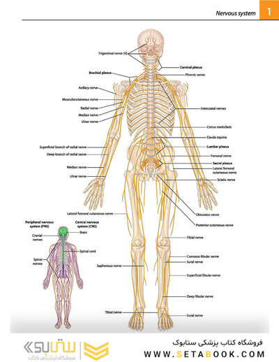 Gray's atlas of anatomy