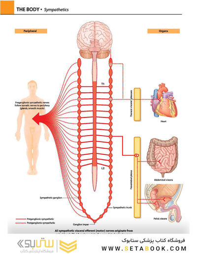 Gray's atlas of anatomy