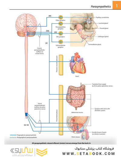 Gray's atlas of anatomy