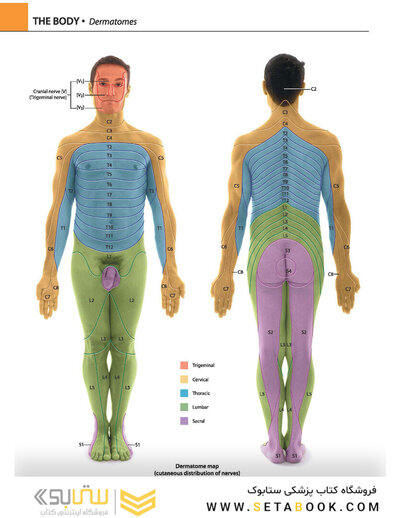Gray's atlas of anatomy
