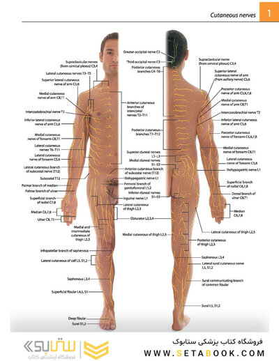 Gray's atlas of anatomy