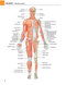 Gray's atlas of anatomy