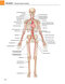 Gray's atlas of anatomy