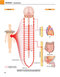 Gray's atlas of anatomy