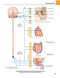 Gray's atlas of anatomy