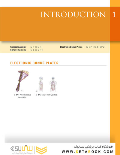 Netter Atlas of Human Anatomy: A Systems Approache