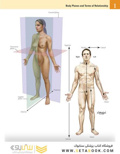 Netter Atlas of Human Anatomy: A Systems Approache