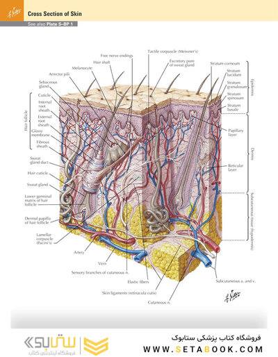 Netter Atlas of Human Anatomy: A Systems Approache