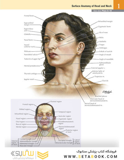 Netter Atlas of Human Anatomy: A Systems Approache