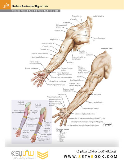 Netter Atlas of Human Anatomy: A Systems Approache