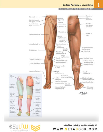 Netter Atlas of Human Anatomy: A Systems Approache